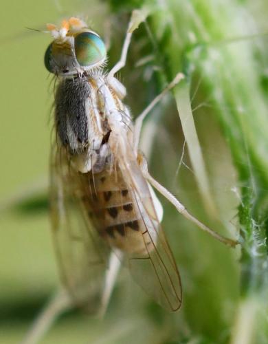 Réf. 263 204 : Terellia serratulae